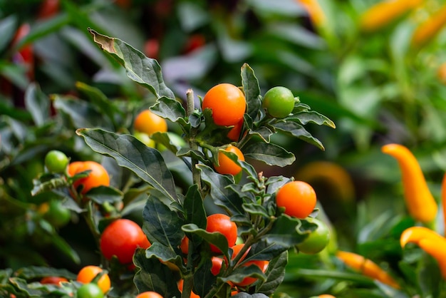 Un arbusto de belladona con bayas de naranja