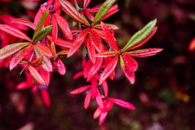 Arbusto Berberis Julianae con hojas rojas en primavera