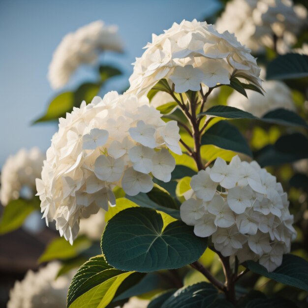 un arbusto blanco con flores blancas que están en el fondo.