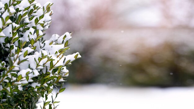 Arbusto de boj cubierto de nieve con hojas verdes, boj en invierno con espacio libre para texto