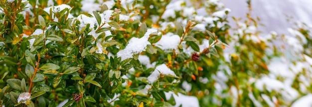 Arbusto de boj cubierto de nieve con hojas verdes, boj en invierno