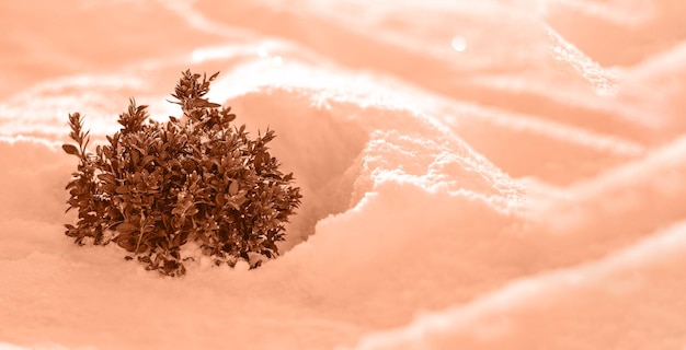 El arbusto de boxwood cubierto de nieve en un clima soleado, el fondo de invierno, el pelo de melocotón es el color del año 2024.