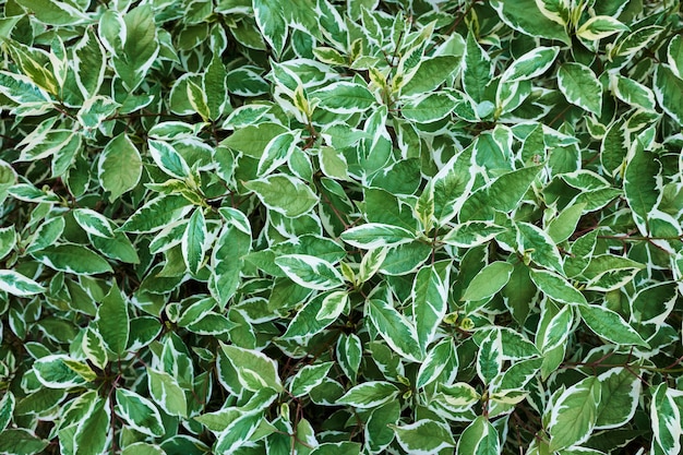 Arbusto branco siberica variegata, fundo, profundidade de campo