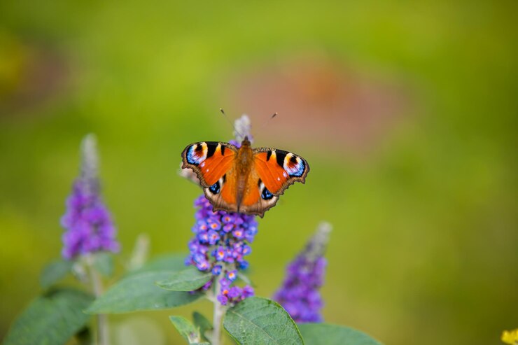 El arbusto buddleja davidii está floreciendo en el jardín con mariposas en él
