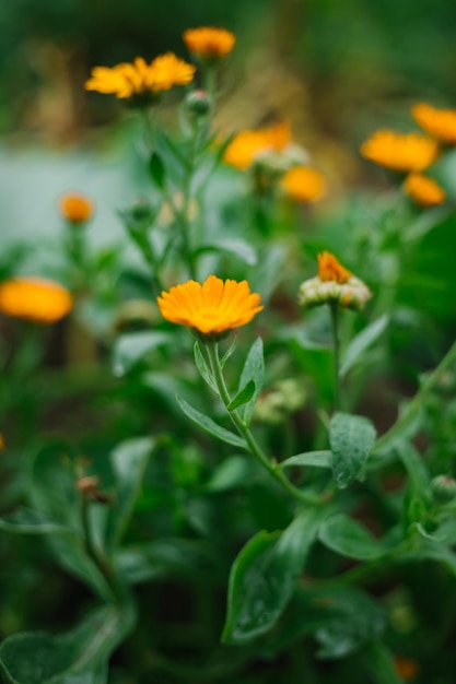 Un arbusto de caléndula con flores amarillas y semillas inmaduras Planta medicinal Medicina alternativa Flor silvestre