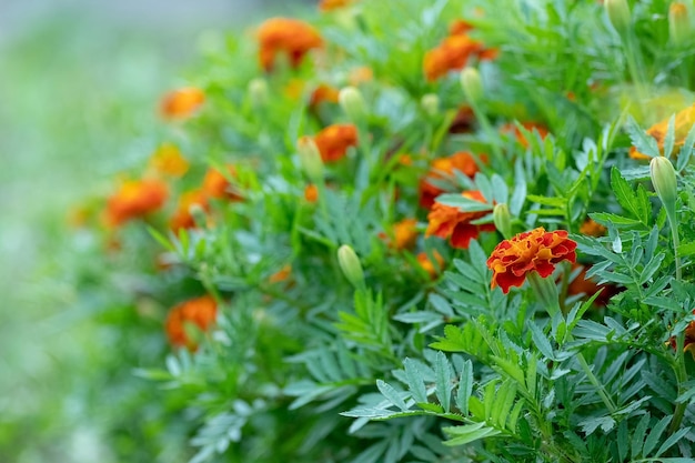 Arbusto de caléndula en el jardín en el macizo de flores