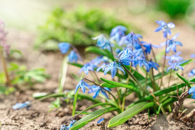 Un arbusto de campanillas azules contra el fondo de la primera vegetación y la luz del sol Vista lateral Enfoque selectivo