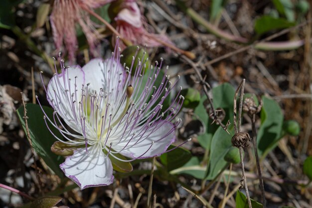 El arbusto de caper o la rosa de Flinders Capparis spinosa Málaga España