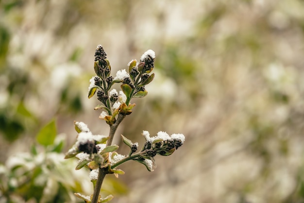 Arbusto coberto de neve com botões lilases começa a florescer no início da primavera de perto