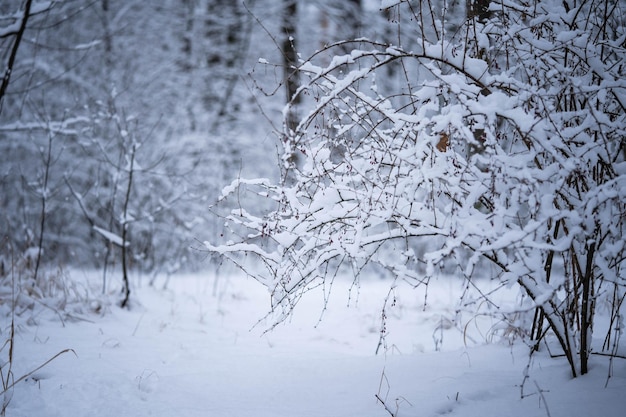 Arbusto coberto de neve em uma floresta tranquila, vida selvagem incrível