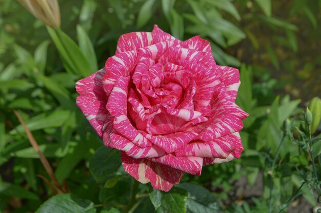 Arbusto colorido de rosas listradas no jardim Linda rosa listrada rosa e branca