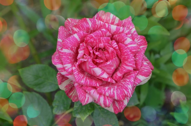 Arbusto colorido de rosas listradas no jardim Rosas cor de rosa com listras brancas Pink Intuition
