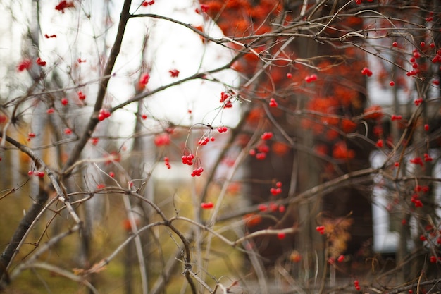 Arbusto com bagas de viburnum vermelho em tempo nublado de outono
