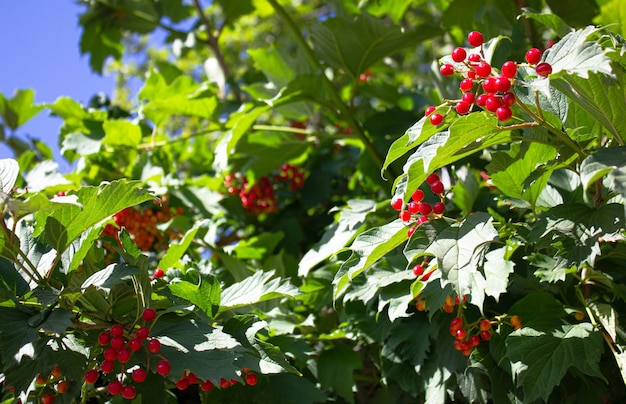 Arbusto com bagas vermelhas Bagas vermelhas são frutas colheita de verão