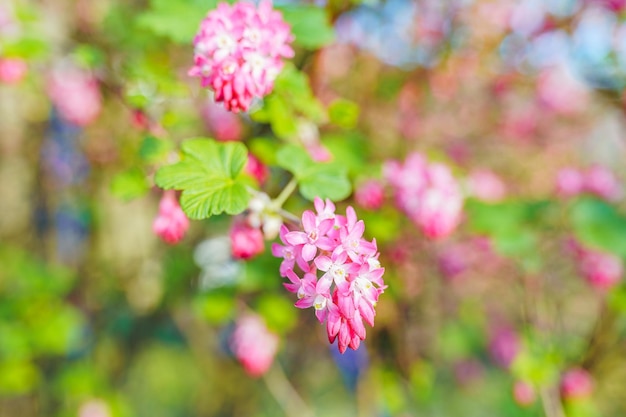 Foto arbusto com cachos de flores rosas jardim de primavera florescendo