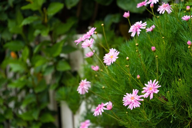 Arbusto com delicadas flores rosa