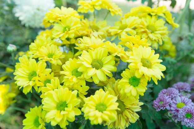 Arbusto com flores amarelas