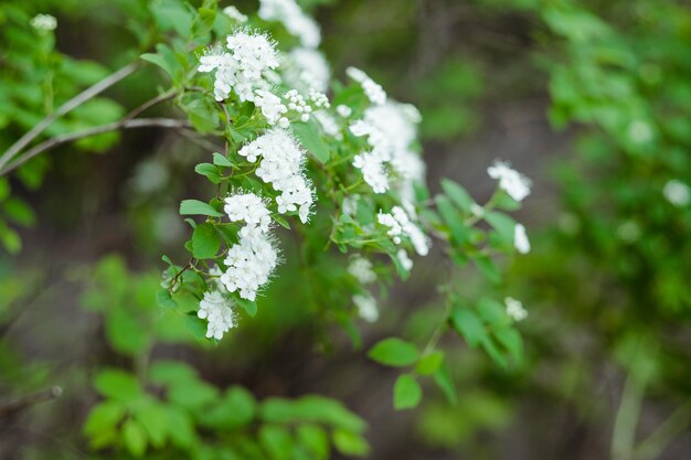 Arbusto com flores Spirea cantona closeup