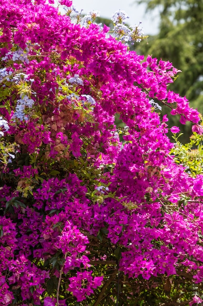 Arbusto com flores vermelhas em dia ensolarado