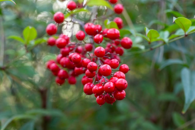 Arbusto com foco seletivo de bagas vermelhas Nandina domestica nandina bambu celestial ou bambu sagrado Belo fundo natural de bagas