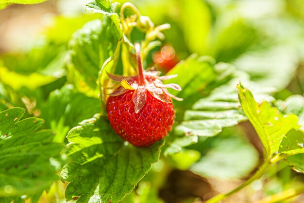 Arbusto com morango maduro de frutas vermelhas na cama do jardim de verão