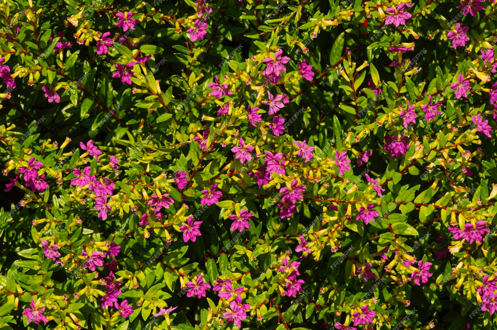 Arbusto com pequenas folhas verdes e flores roxas para plantas ornamentais  | Foto Premium
