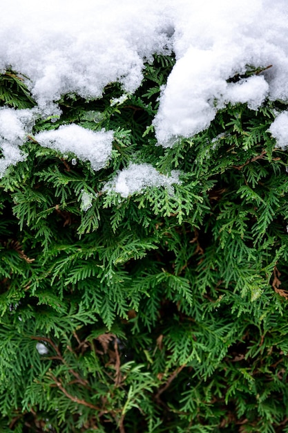 Arbusto de coníferas verde en textura de cobertura de thuja de nieve en invierno