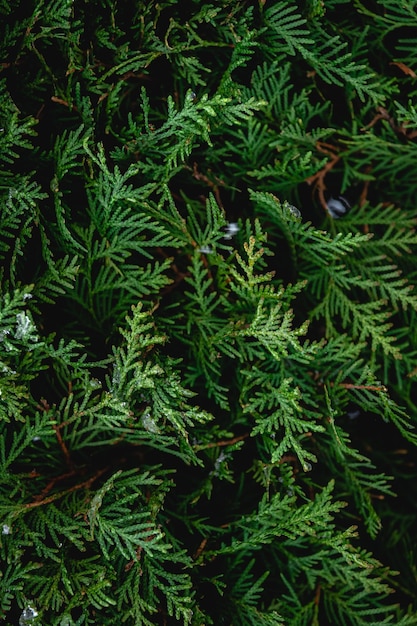 Arbusto de coníferas verde thuja hedge textura de cerca