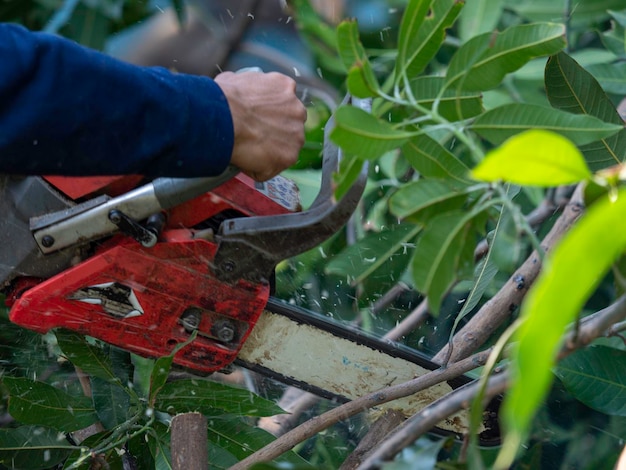 Foto arbusto de corte de motosierra para limpieza de terrenos