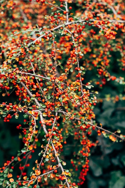 Arbusto de cotoneaster con frutos rojos maduros en las ramas.