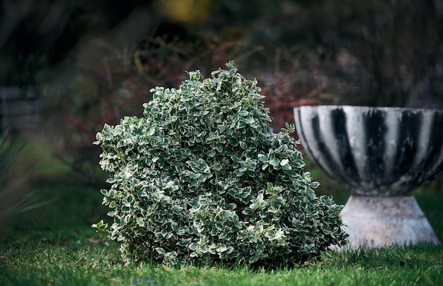 Arbusto creciente euonymus fortuna en el jardín