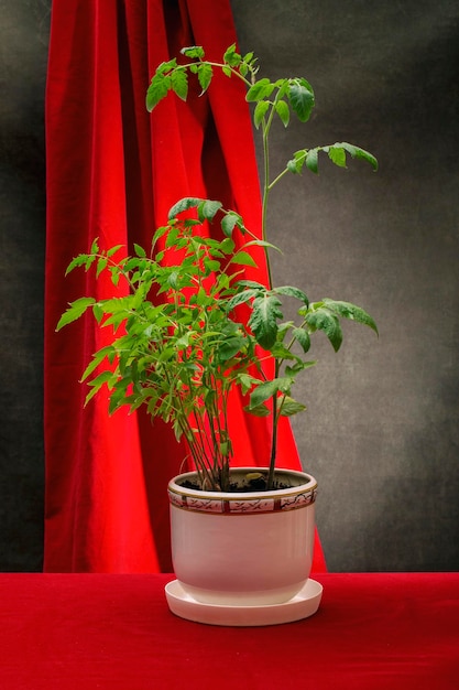 Un arbusto creciente de plántulas de tomate en una olla blanca