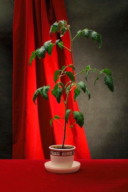 Un arbusto creciente de plántulas de tomate en una olla blanca