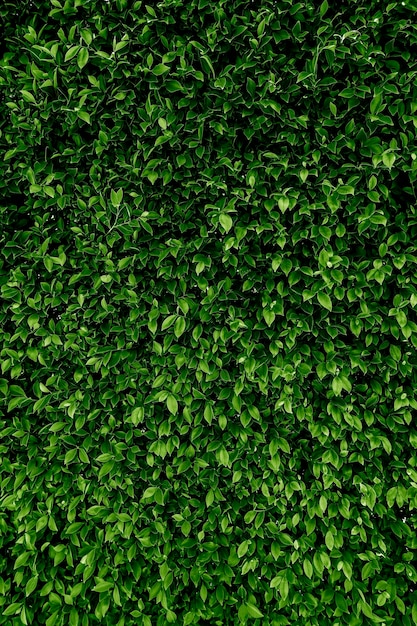 Arbusto crescendo na parede. Textura de folha