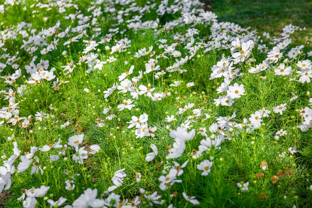 Arbusto da flor branca com as folhas verdes com luz solar.