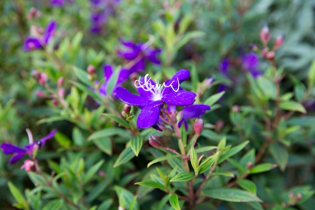 Arbusto da Glória, Flor da Aranha Brasileira, Lasiandra, Flor da Princesa, Pleroma, Árvore da glória roxa, É um pequeno arbusto com folhas verdes.