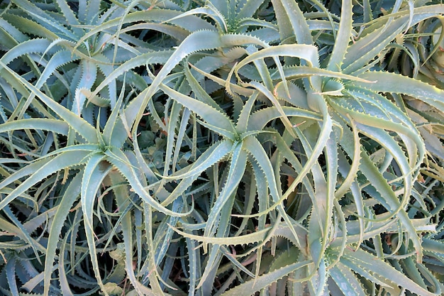 Arbusto de aloe arborescens ou candelabra aloe em um parque urbano de santiago chile