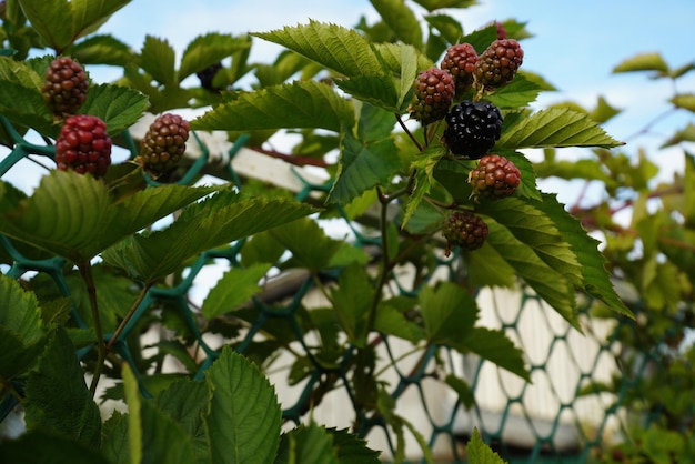 Arbusto de amora com bagas verdes no contexto de uma cerca feita de malha