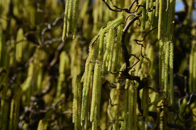 Arbusto de avelã na primavera