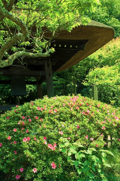 Arbusto de azaléia em flor na frente e fragmento de telhado de palha em jardim zen japonês no verão