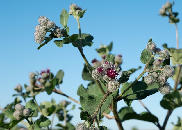 Arbusto de bardana com flores roxas no céu.