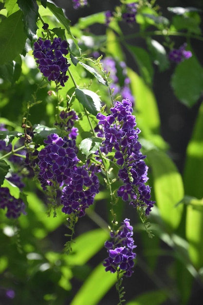 Foto arbusto de borboleta florido roxo em um dia ensolarado