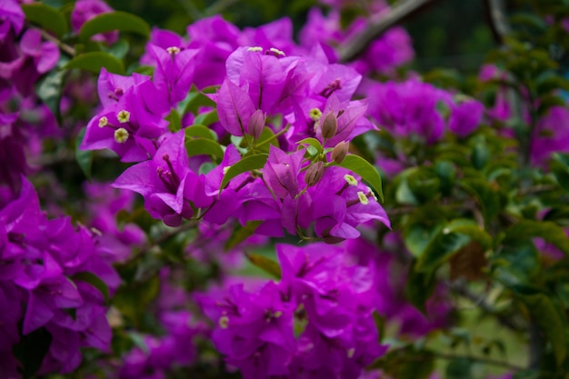 Arbusto de buganvílias com flores roxas na Tailândia