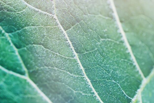 Arbusto de burdok grande verde deixa a textura. imagem decorativa da planta. detalhe do jardim de verão.