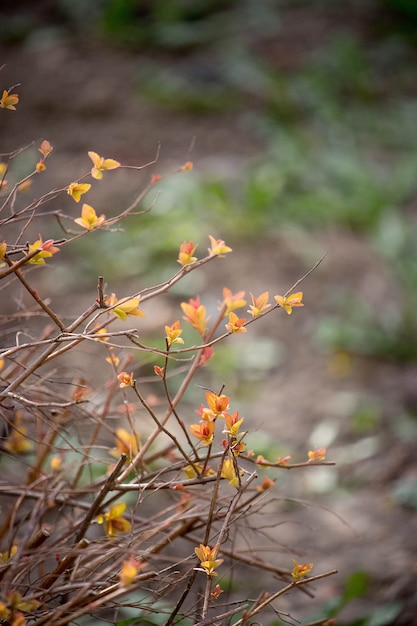 Foto arbusto de burgeon com folhas amarelas e vermelhas