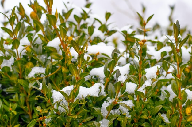 Arbusto de buxo coberto de neve com folhas verdes, buxo no inverno