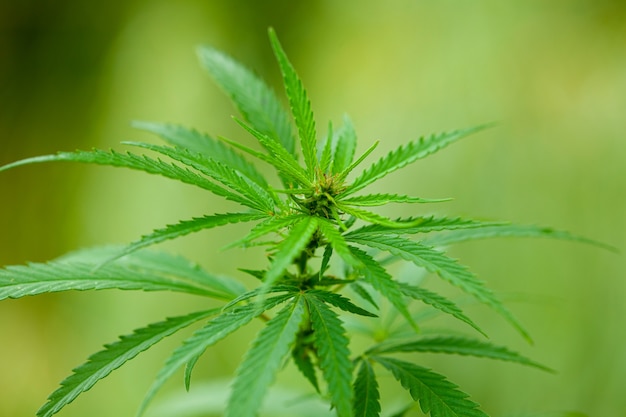 Arbusto de cannabis close-up. drogas ou maconha medicinal.