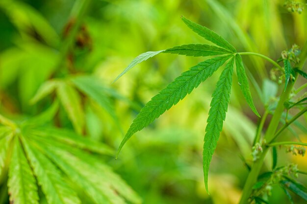 Arbusto de cannabis close-up. Drogas ou maconha medicinal.