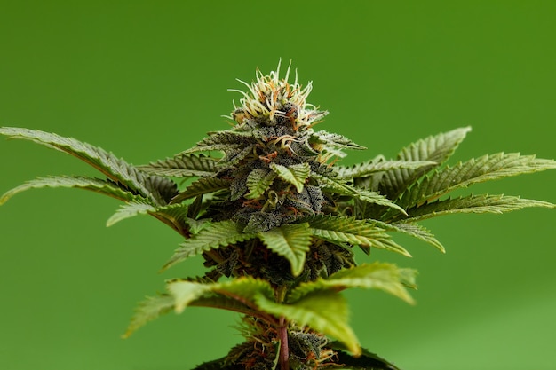 Arbusto de cannabis fecha macro Tetrahidrocanabinol Filmagem de maconha medicinal para design e decoração Padrão biológico