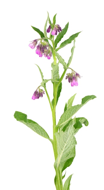 Arbusto de confrei com flores isoladas em fundo branco planta symphytum officinale fitoterapia traçado de recorte